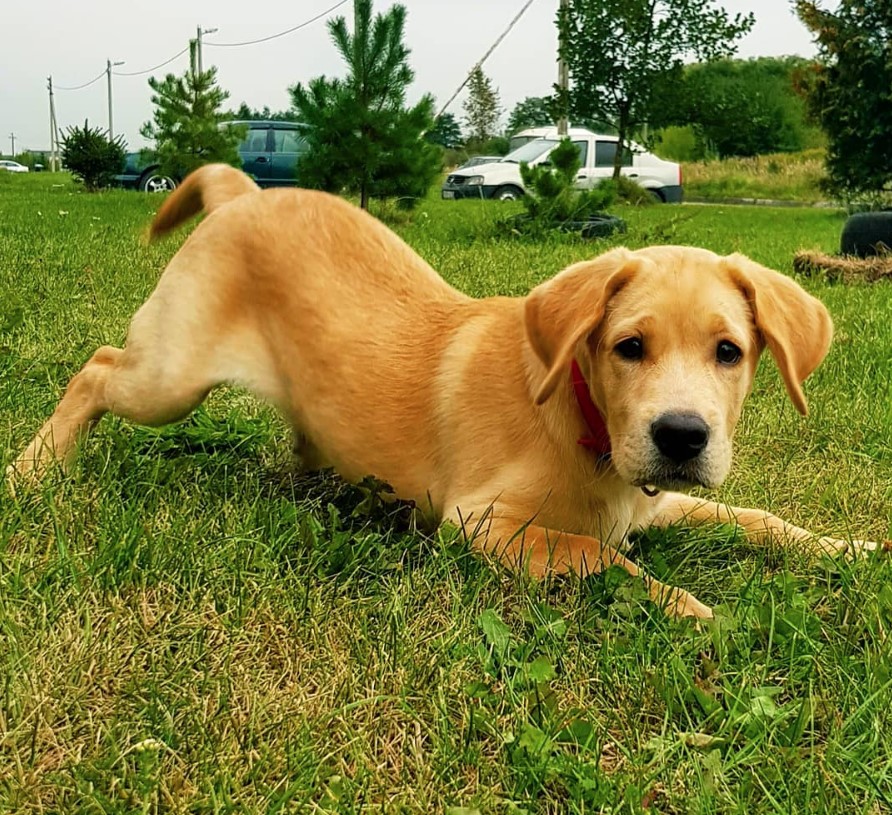 A yellow Labrador puppy down on the grass at the park