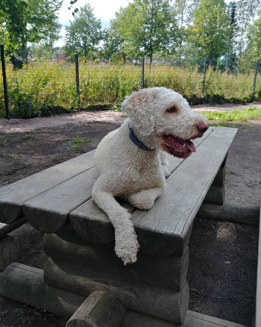 A Lagotto Romagnolo resting on top of the wooden table at the park