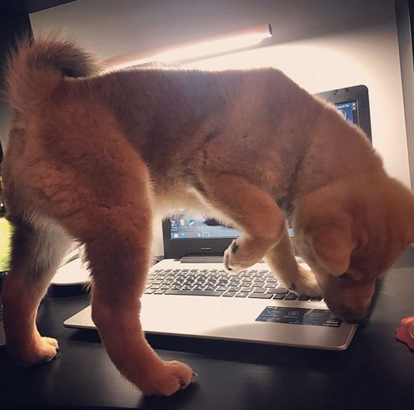 A Shiba Inu standing on top of the table with its paws on top of the laptop's keyboard