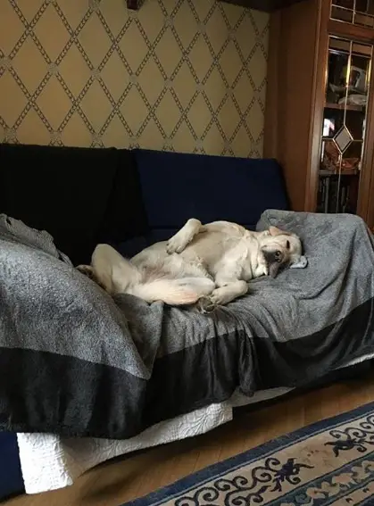A Yellow Labrador sleeping on the couch