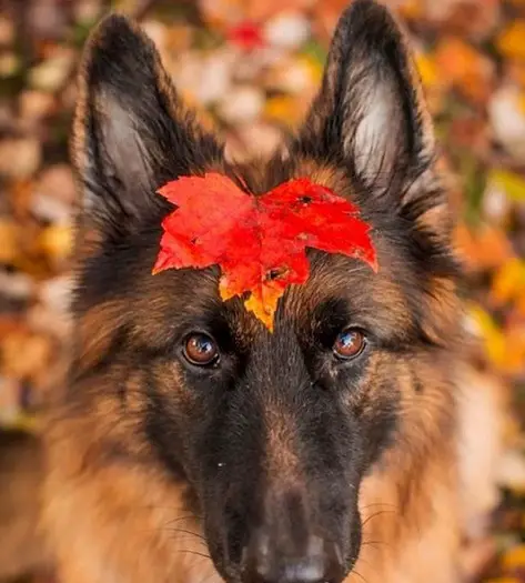 German Shepherd with a maple leaf on top of its head