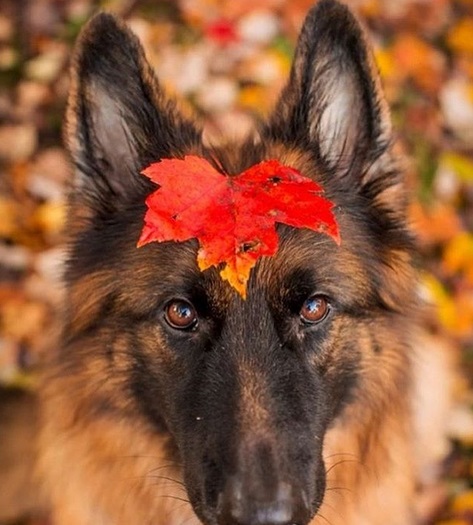 German Shepherd with a maple leaf on top of its head