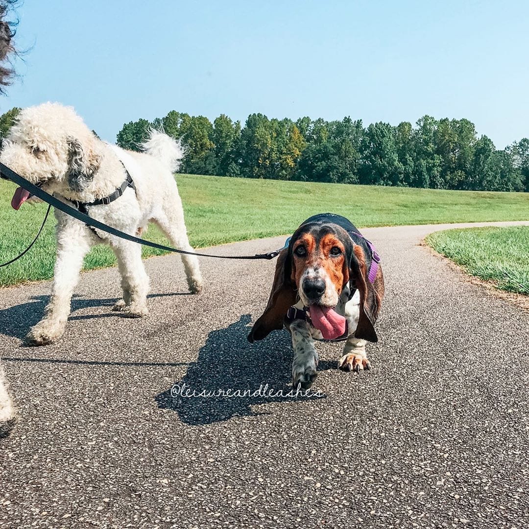 Basset Hound Dog and a poodle dog taking a walk at the park