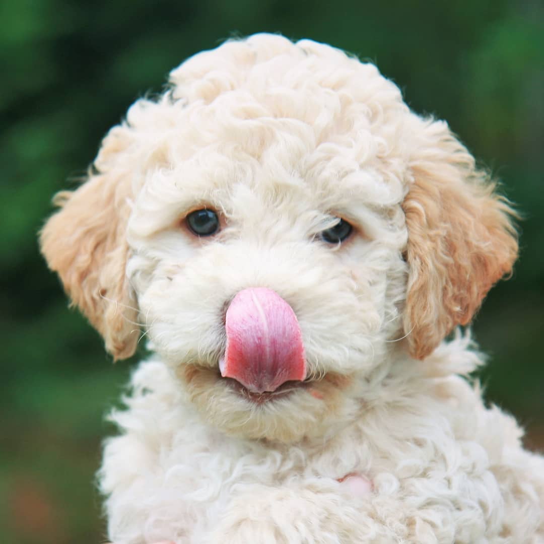 A Lagotto Romagnolo licking its nose while sitting in the garden