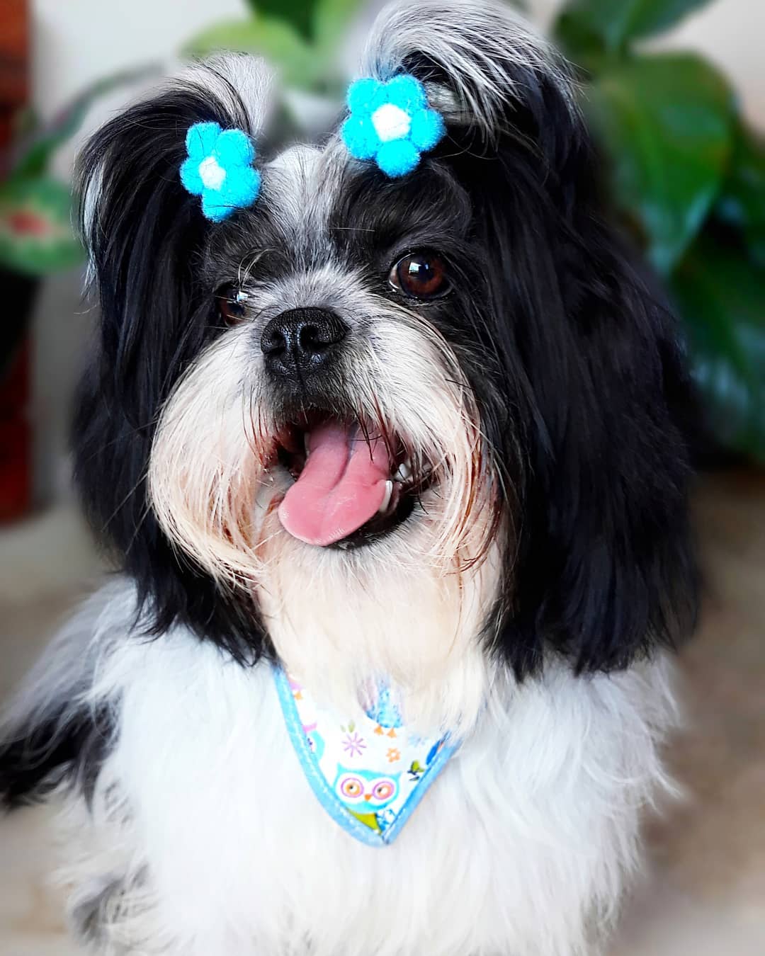 A Lhasa Apso wearing blue flower tie on top of its head while sitting on the floor and smiling