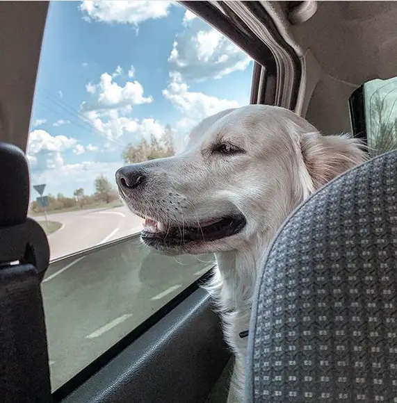 A Golden Retriever sitting in the backseat while looking outside the open window