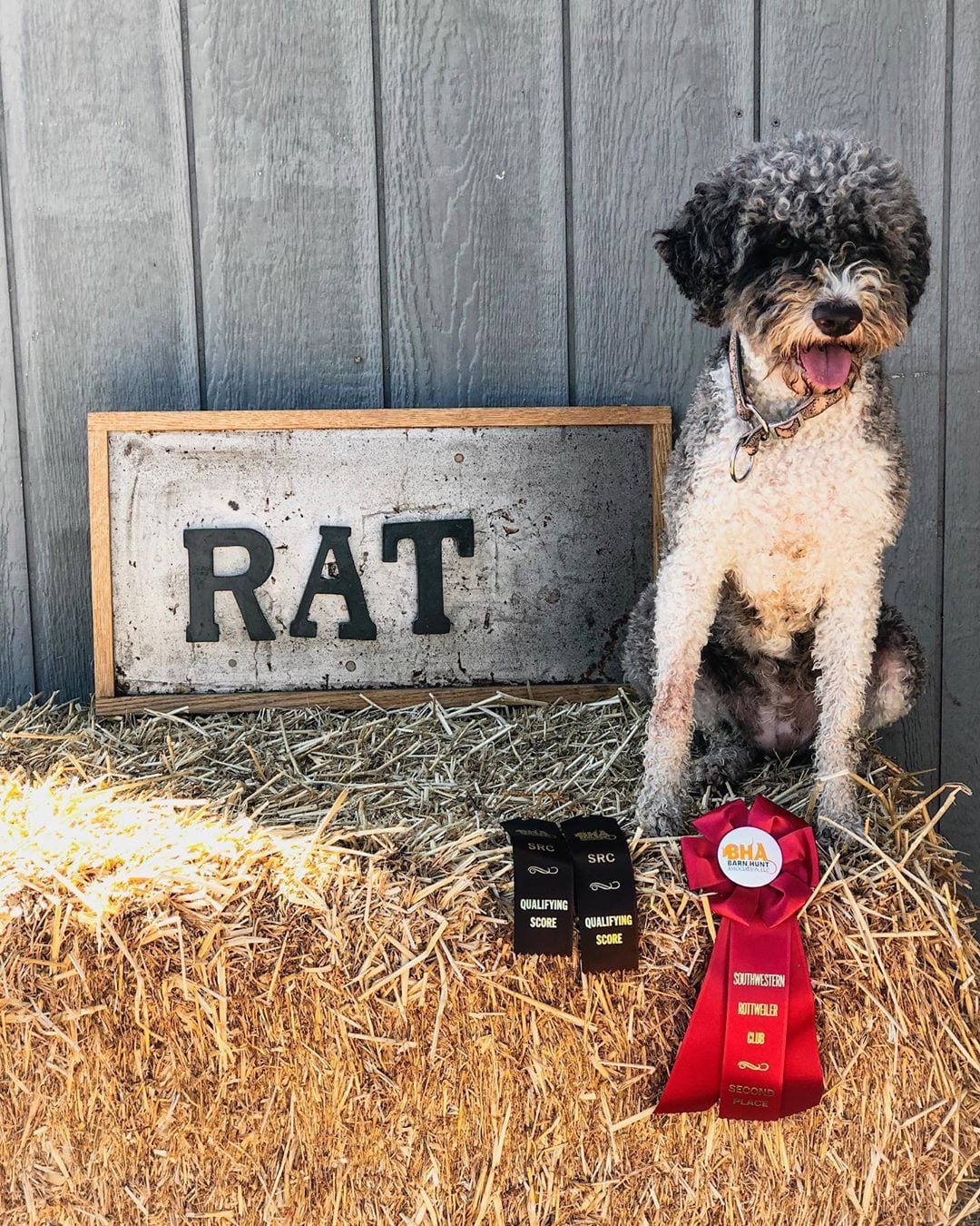 A Lagotto Romagnolo sitting on top of the bale of hay with its award ribbon in front of him and next to a sign that says - RAT