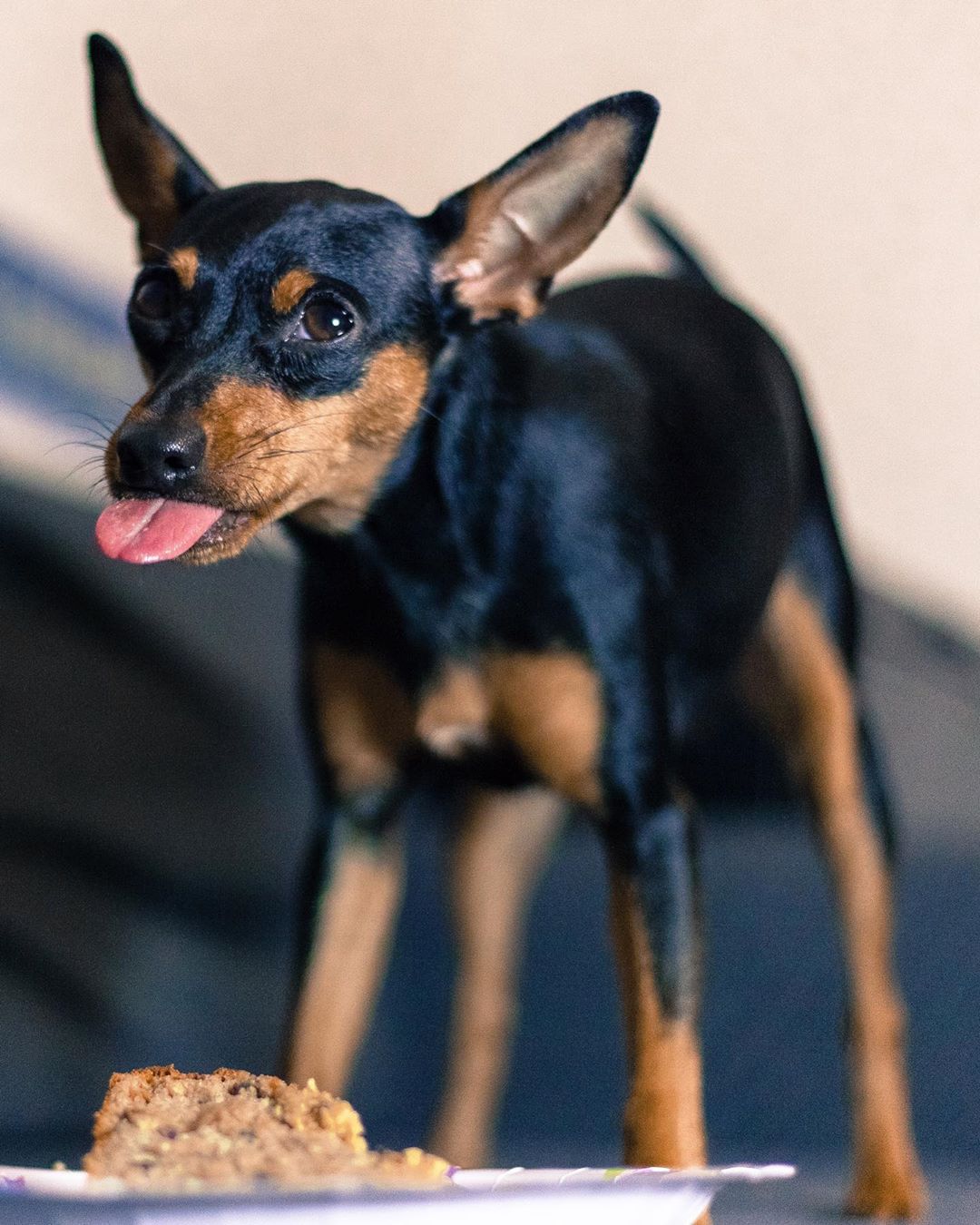 A Miniature Pinscher standing behind its bowl of food on the floor while licking its mouth