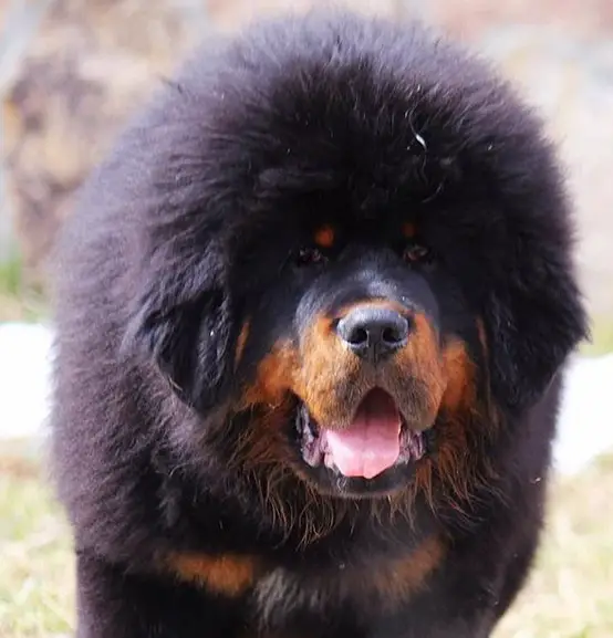 A large Tibetan Mastiff in the yard with its mouth open