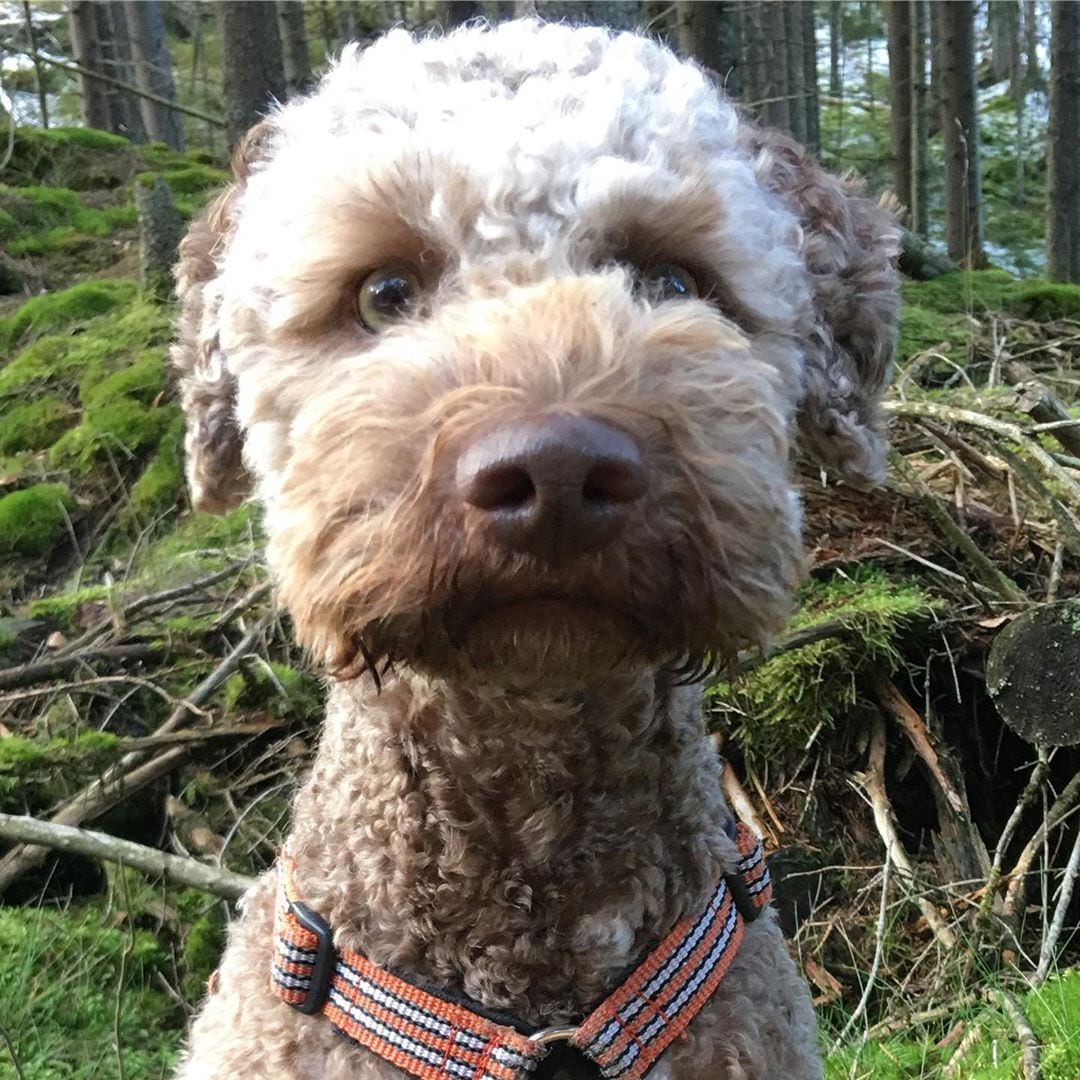 A Lagotto Romagnolo in the forest while staring with its big round scared eyes