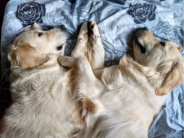two Golden Retriever lying on the bed facing each other while pressing their paws together