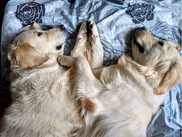 two Golden Retriever lying on the bed facing each other while pressing their paws together