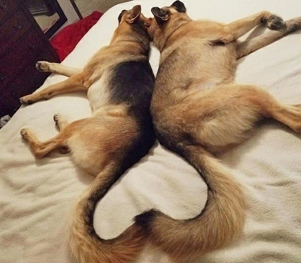 two German Shepherds sleeping on the bed with their tails forming a heart shape