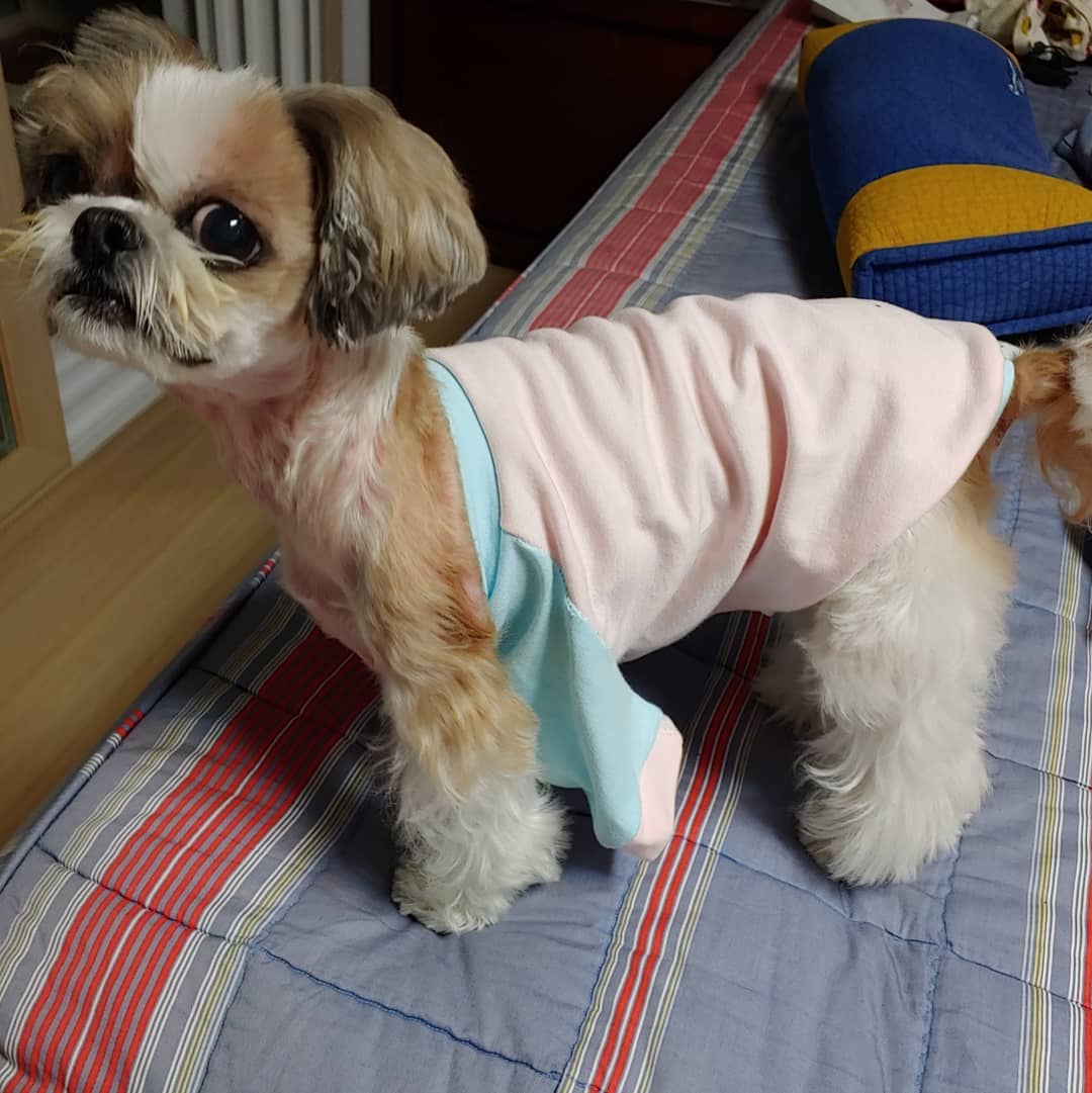 Shih Tzu on the bed with its shirt stripped off from the shoulder.