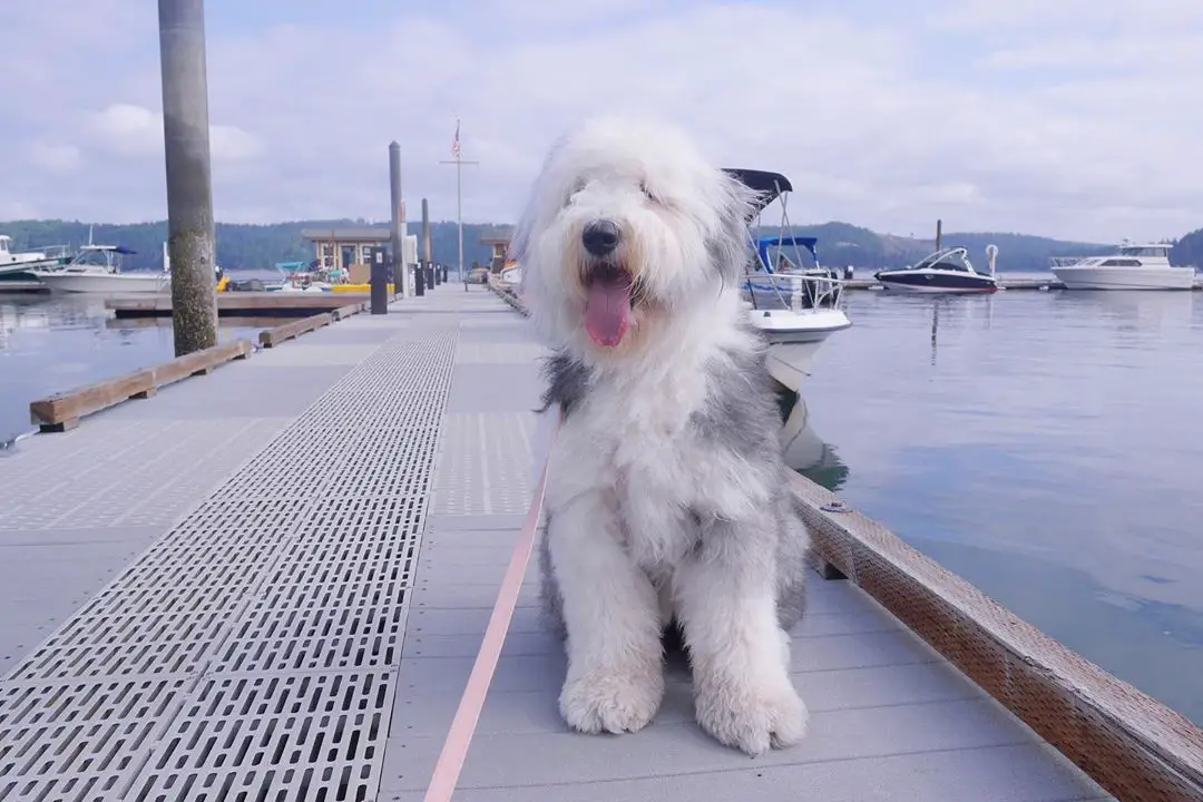 A Old English Sheepdog sitting by the port with its tongue out