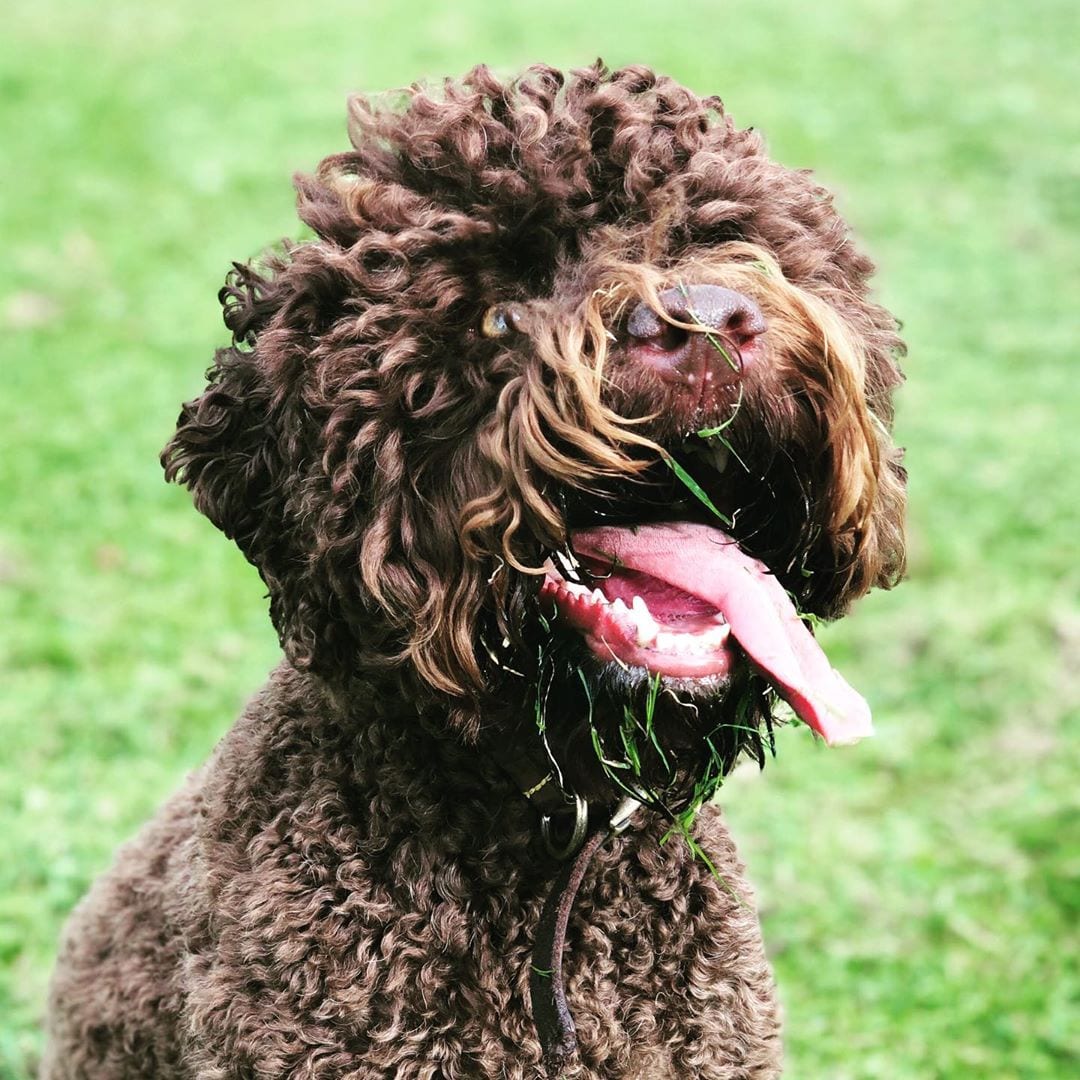 A Lagotto Romagnolo sitting on the grass with its tongue sticking out on the side of its mouth