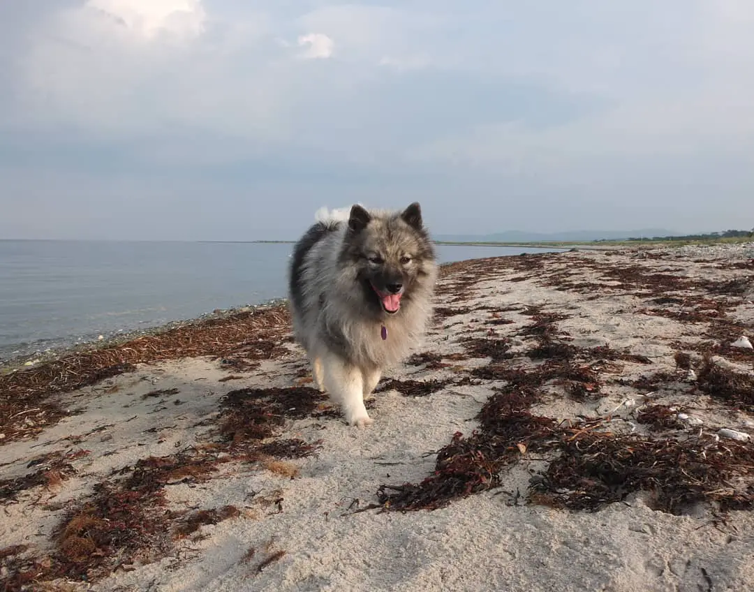 A Keeshond walking in the sand at the beach