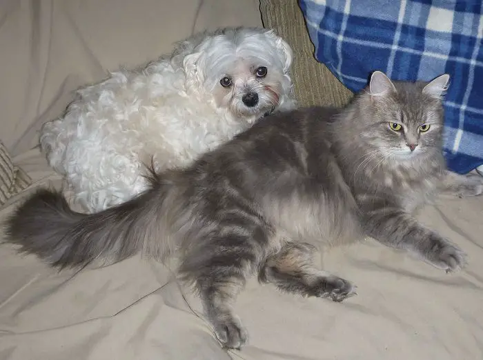 A Maltese lying on the couch behind the cat