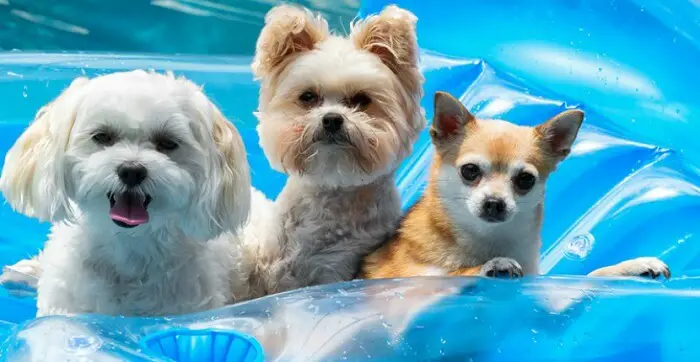 a Maltese and two other dogs inside a floatie