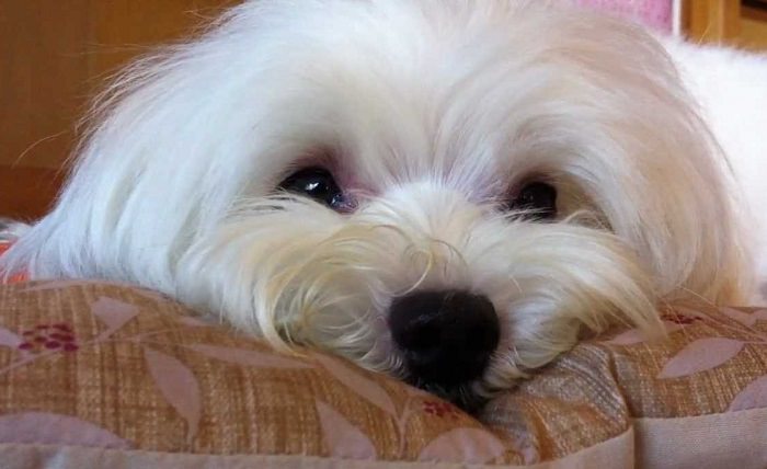 A Maltese down on its bed with its adorable face