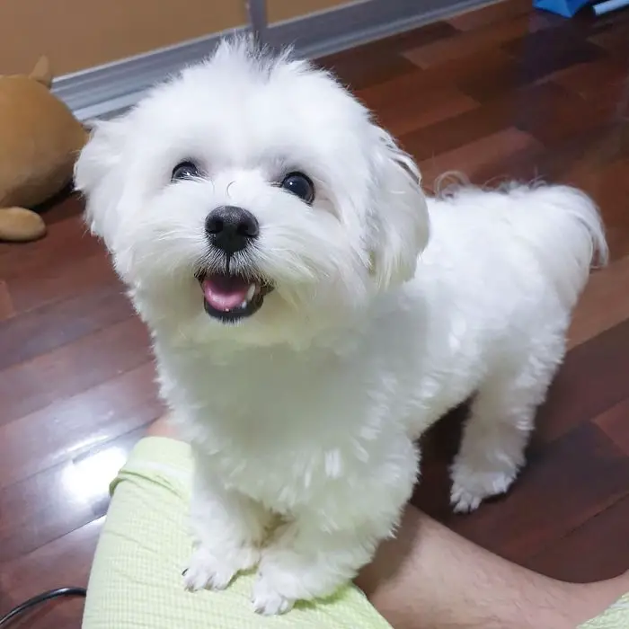 A happy Maltese standing on the floor with its two front legs on top of the lap of a man