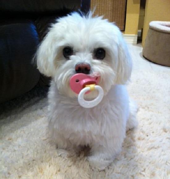 A Maltese with a pacifier in its mouth while sitting on the carpet