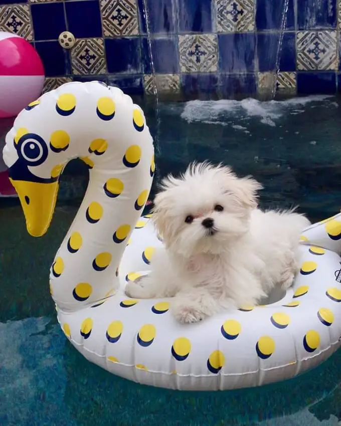 A Maltese puppy sitting on top of its duck floatie in the pool