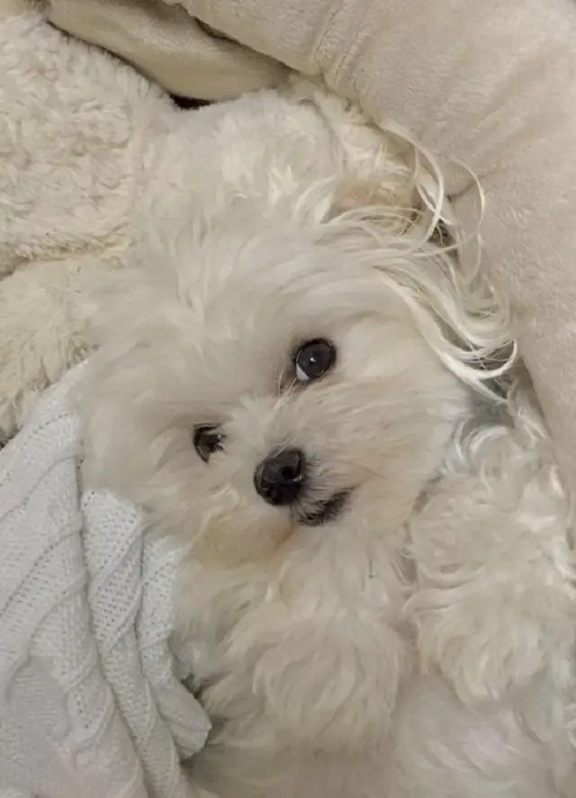 A Maltese lying adorably on its bed
