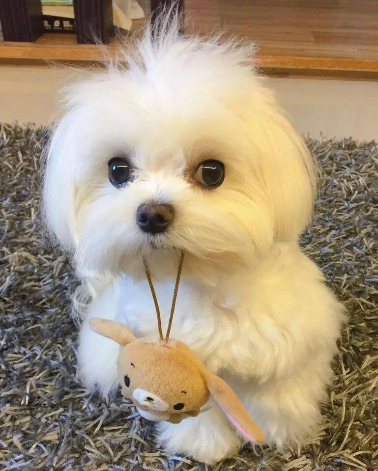 A cute Maltese sitting on the carpet while holding a rabbit stuffed toy with its mouth