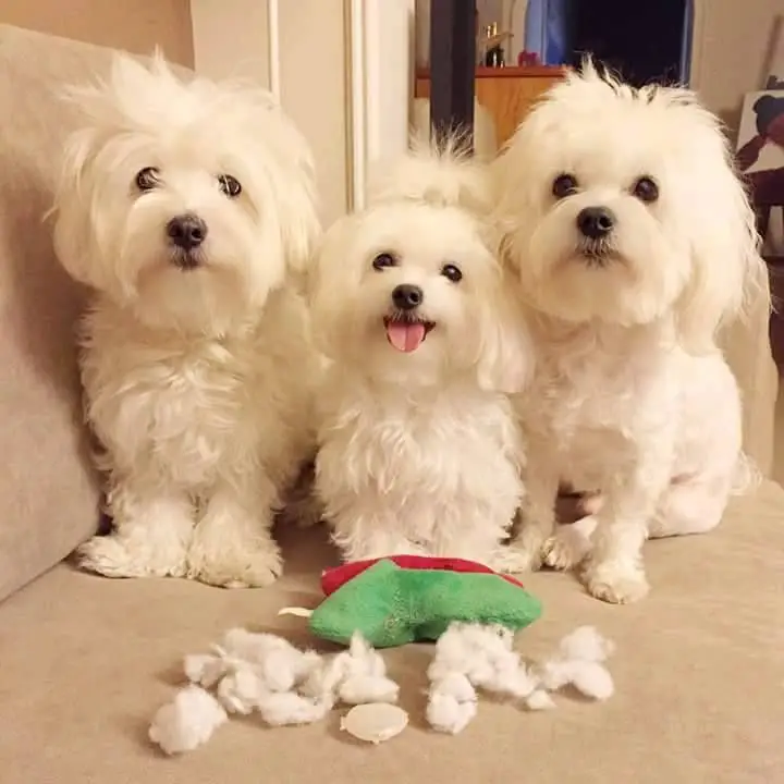 two adult and one puppy Maltese dogs sitting on the couch behind a torn stuffed toy with its foam fillers out