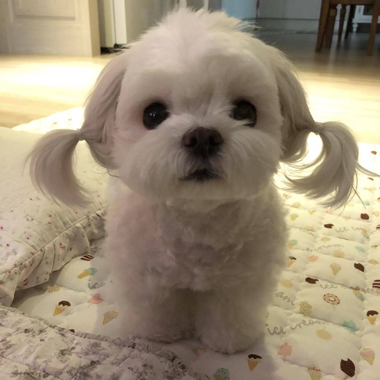 An adorable Maltese sitting on its bed with a pony tail on the side of its face