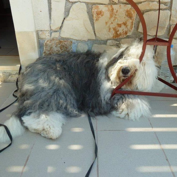 A Old English Sheepdog sleeping on the floor under the table