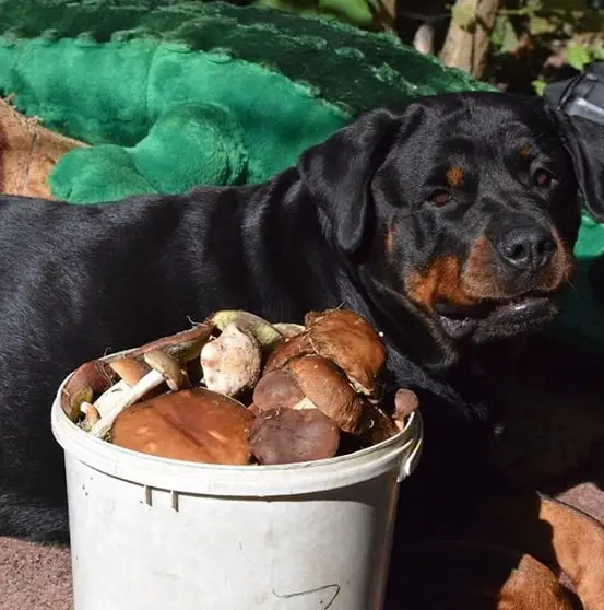 A Rottweiler lying on the pavement behind the bucket full of harvested mushroom