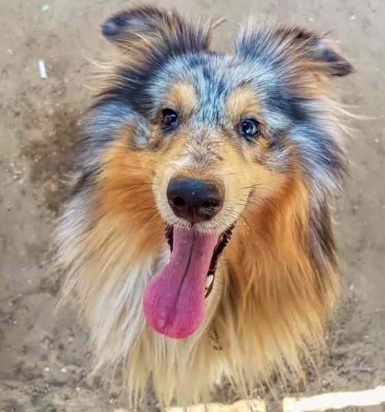 Three Letter Dog Names 3 Letters Over 150 Inspiring Ideas The Paws