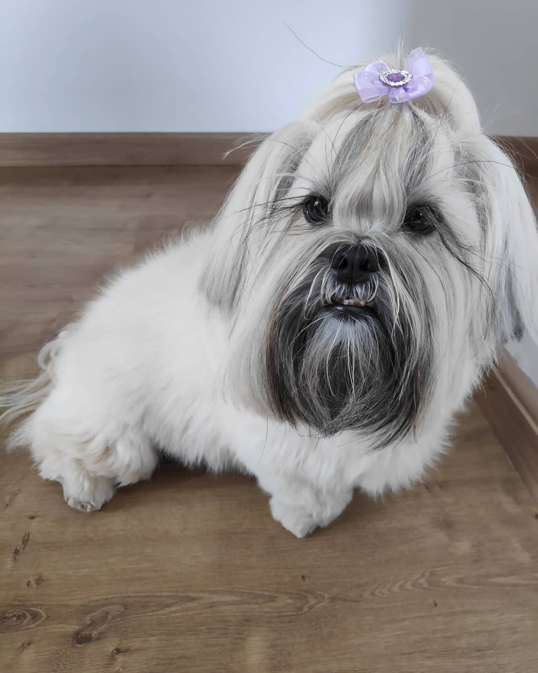 A Lhasa Apso wearing purple hair tie on top of its head while sitting on the floor