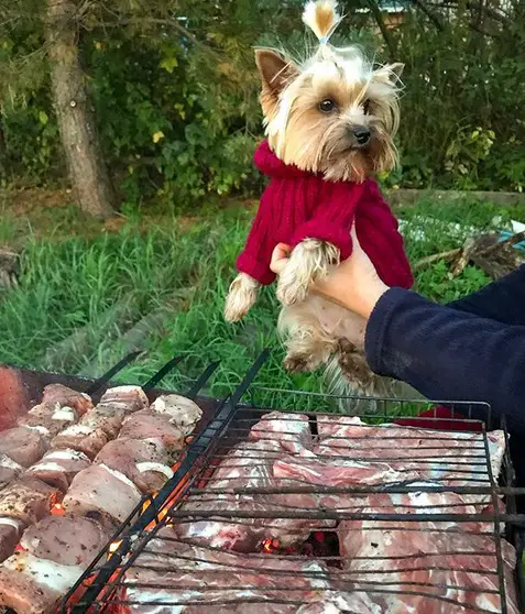 a woman holding up a Yorkshire Terrier behind the grill