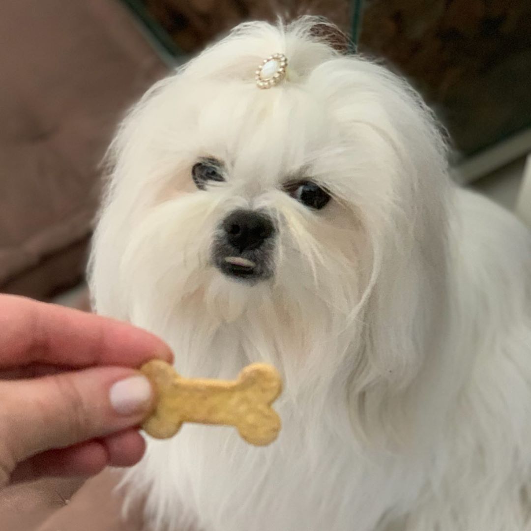 A Lhasa Apso sitting on the floor behind the treat from the hand of a woman