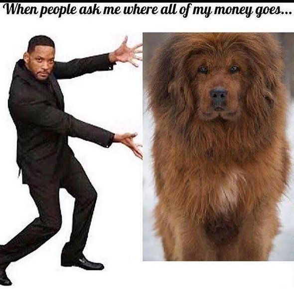 photo of Will Smith showing off a photo of a Tibetan Mastiff with caption