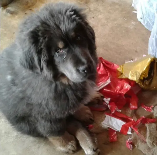 Tibetan Mastiff sitting on the floor with a ripped package