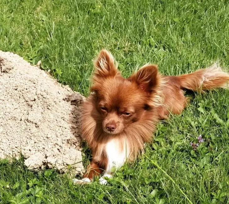 Chihuahua lying on the green grass