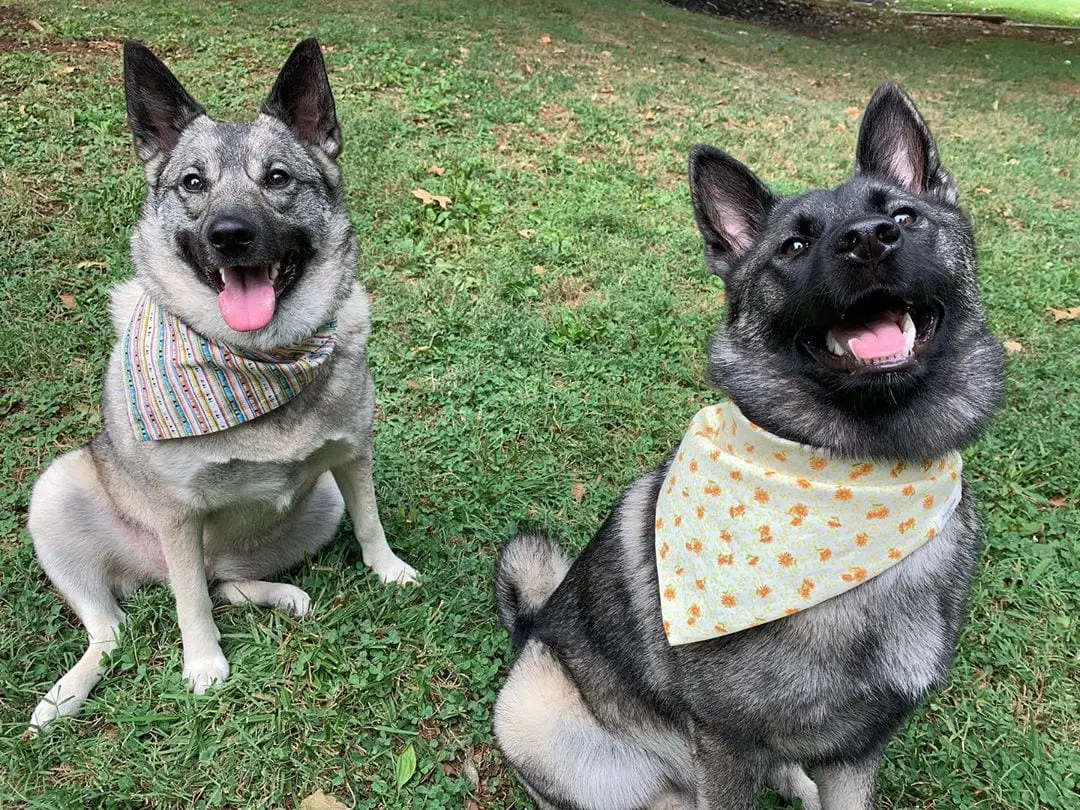 two happy Norwegian Elkhound wearing cute scarf while sitting on the grass