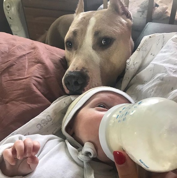A Staffordshire Bull Terrier standing behind the bed with its face behind the head of the baby feeding from its bottle of milk