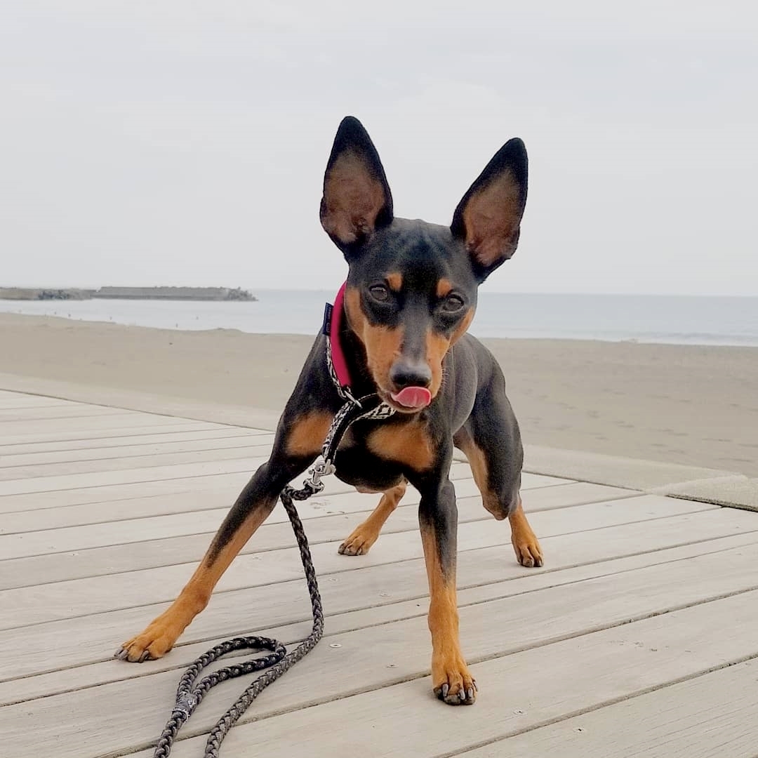 A Miniature Pinscher standing on the wooden stage at the beach while licking its mouth