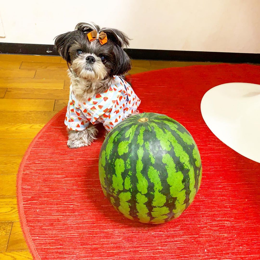 Shih Tzu  wearing a sleepwear with watermelon slices prints sitting on the floor behind a big watermelon fruit.