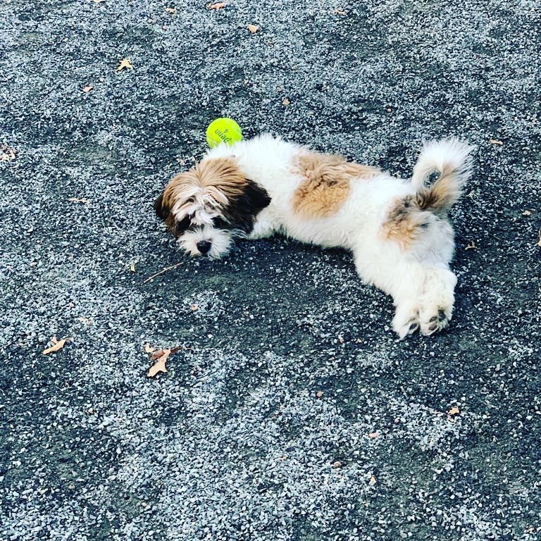 A Lhasa Apso lying down on the ground with its ball