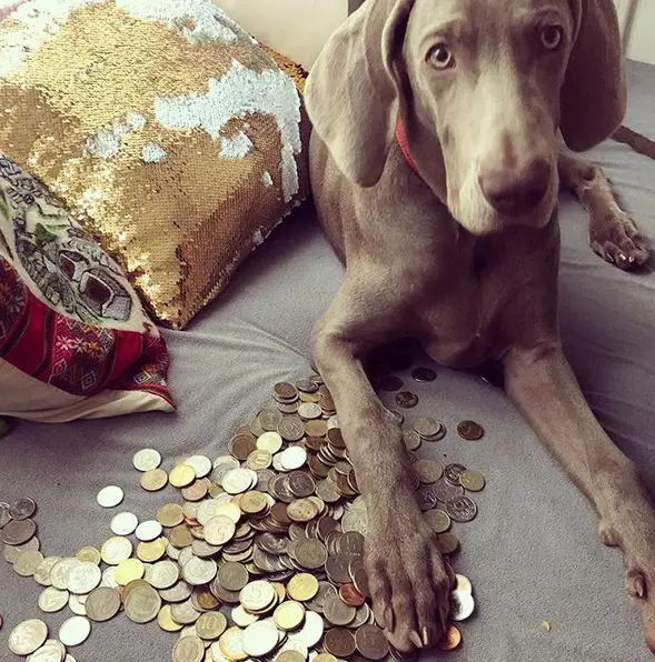 A Weimaraner lying on the bed with a bunch of coins in front of him under its paw