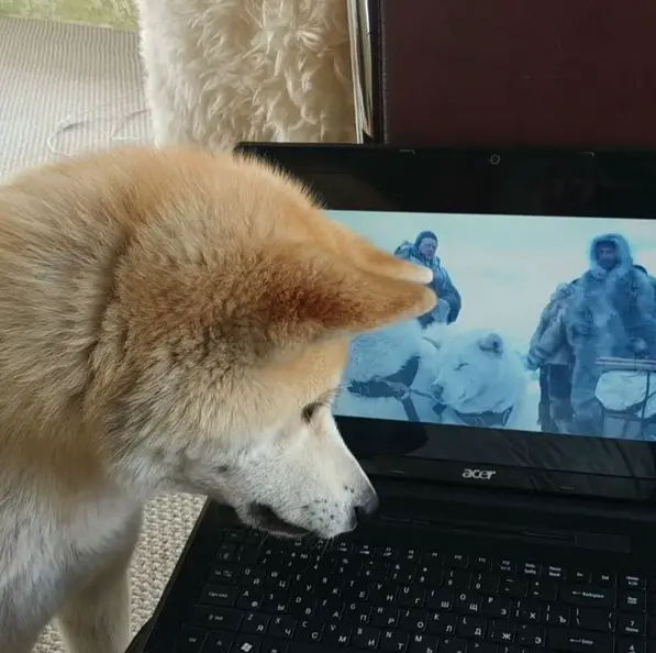 Akita Inu looking a the screen in the laptop