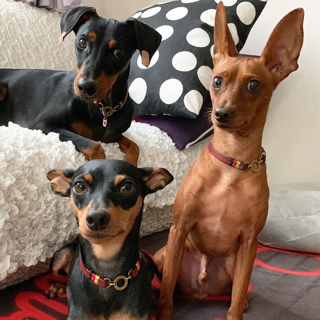 three Miniature Pinscher in the living room with their serious faces