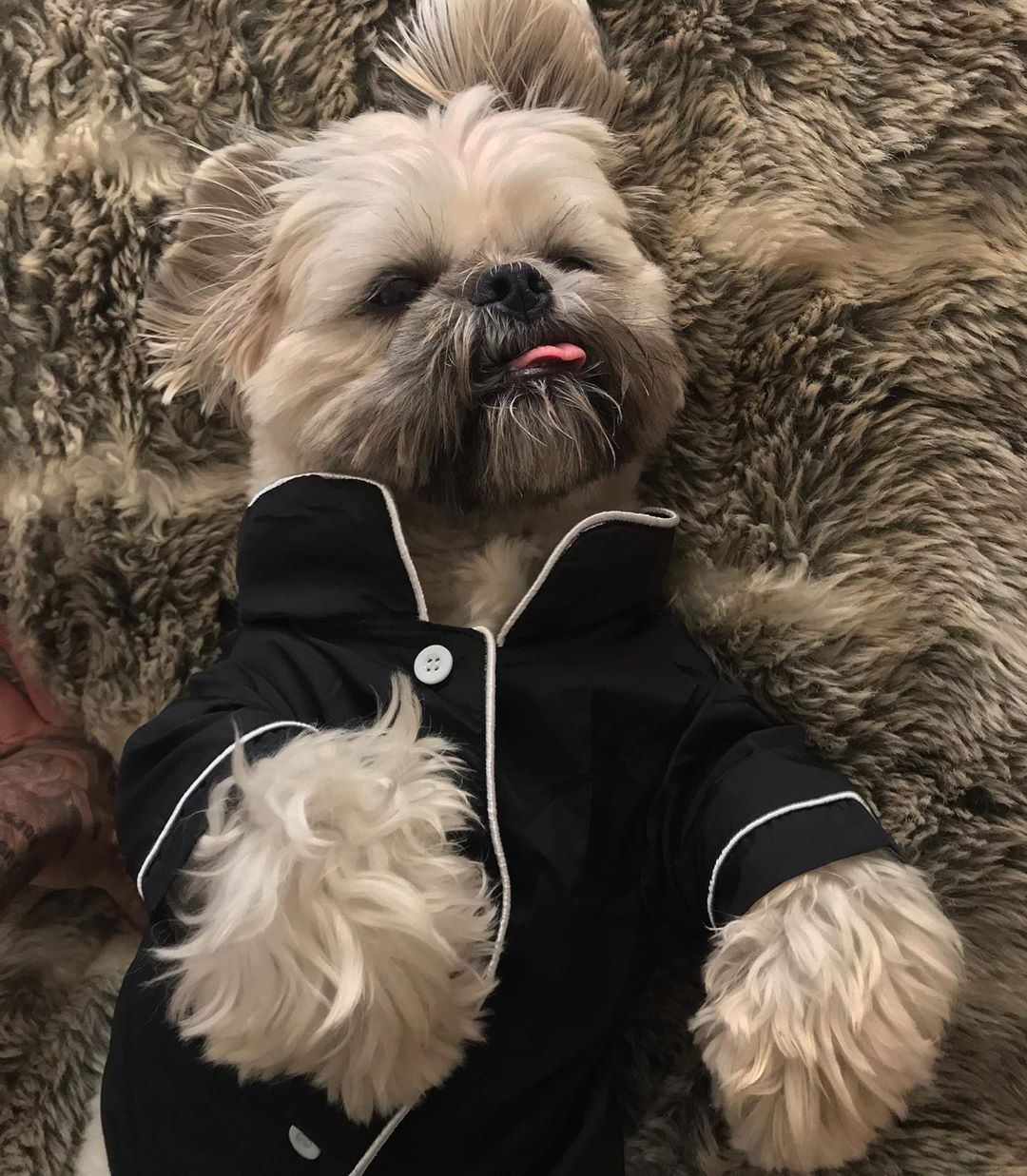 Shih Tzu lying on its back on the carpet in its sleepwear. 