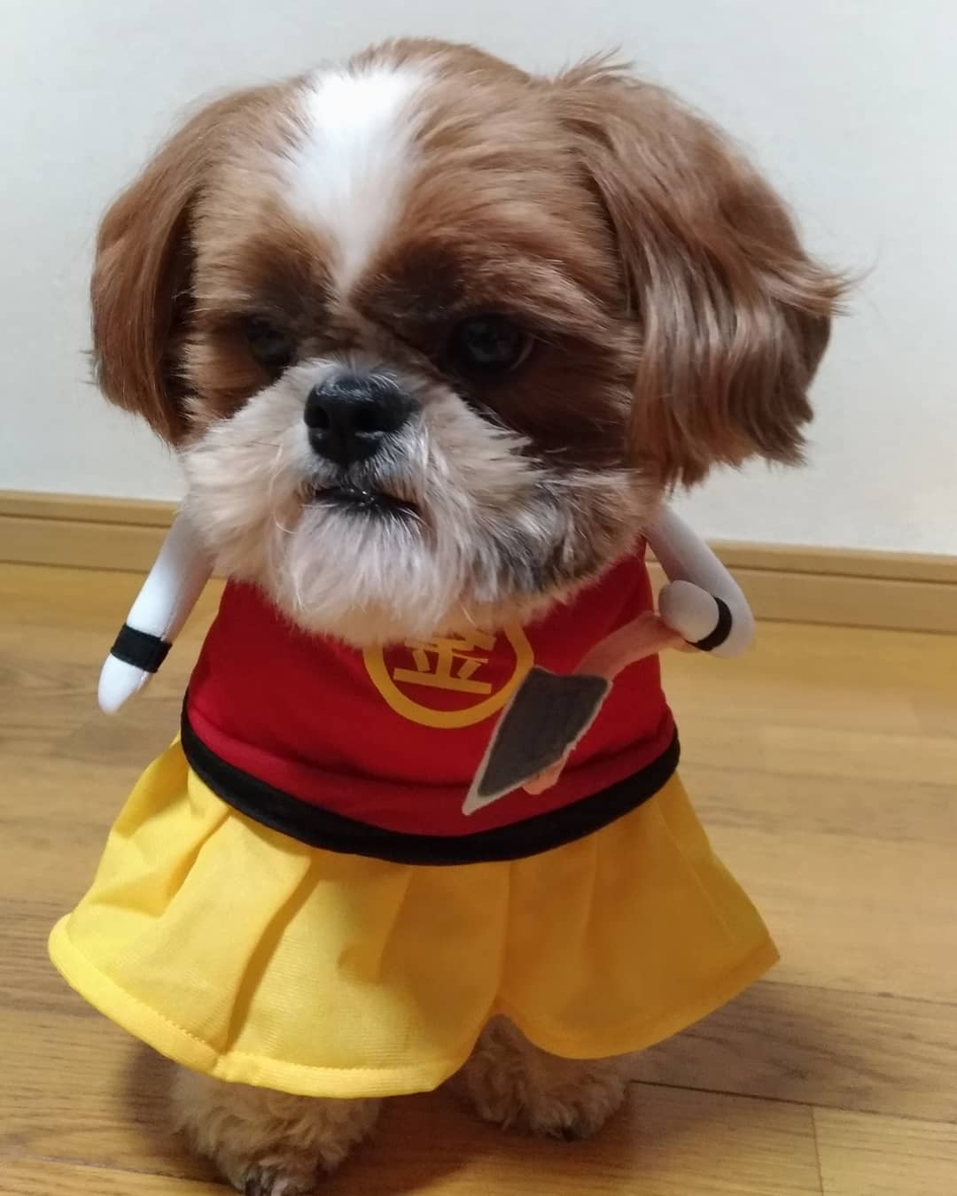 Shih Tzu wearing a costume.